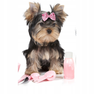 Fotooletet Small Dog 95x150