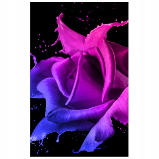 Fotoroleta Rose of Paints - Jakub Banaś 95x150