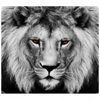 Vzhľad nástennej maľby Lion 268x240