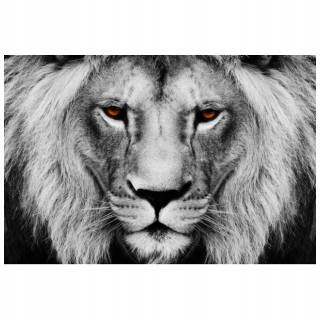 Nástenná maľba Lion's View 400x268