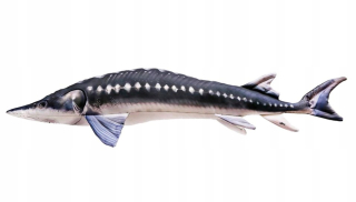 Gaby plyšový rybí hračky vankúš Sturgeon 120 cm