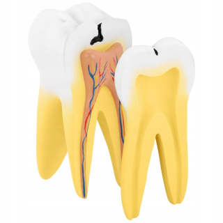Anatomický model ľudského molára