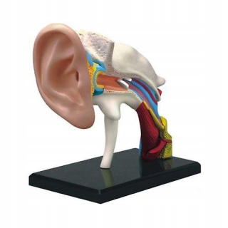 Anatomický model anatómu ľudského ucha 4D videnia