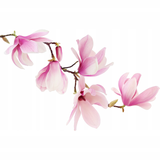 Nálepky na stenu Magnolia Flowers 54x100