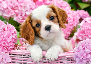 Puzzle Animals Dog Dog Flowers 9+ 500 Castor