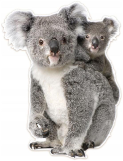 Plyšová nálepka na stenu medvedík koala 79x105cm