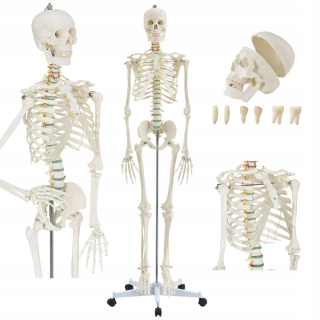 Model kostry ľudského anatomického statívu 181 cm