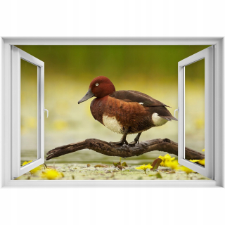Self -adhézne 3D okenné nálepka Duck Bird 90x60