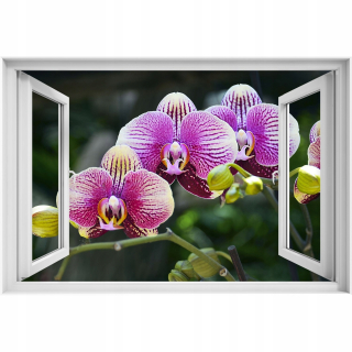 Samostatne 3D okno vybrané orchideové fialové