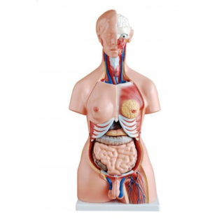 Ľudský trup unisex 85 cm (trup 23 dielov)